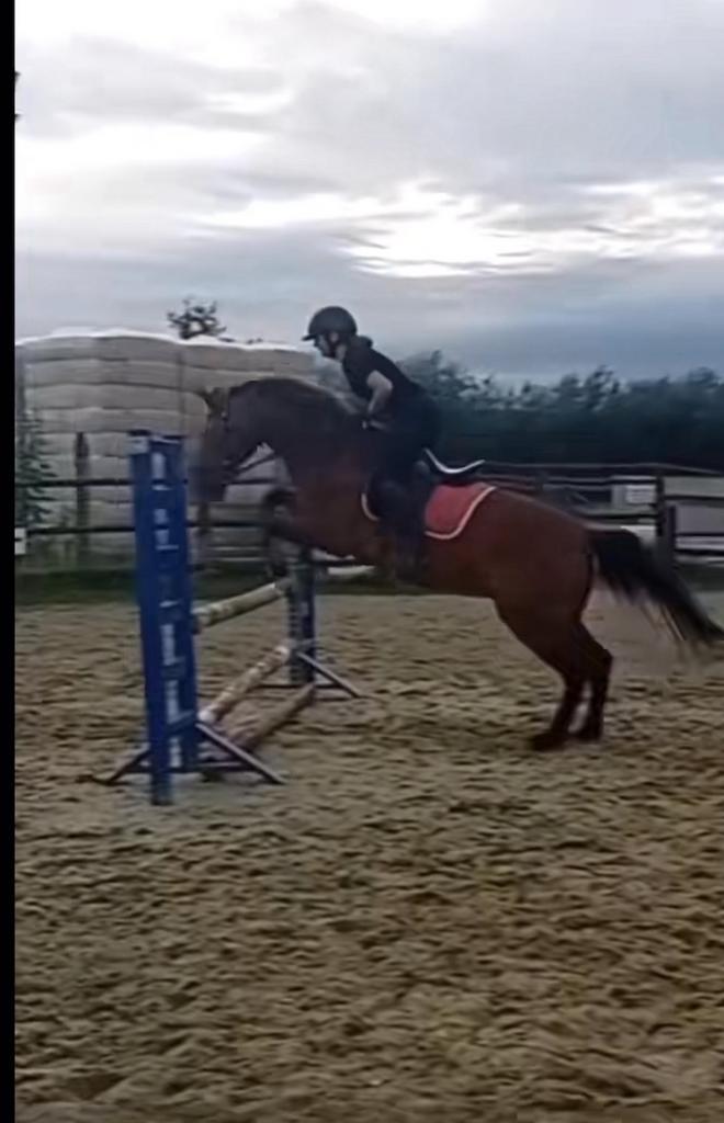 verzorgpaard halve stal – 14 jaar, 4 jaar ervaring (Zele), Dieren en Toebehoren, Paarden