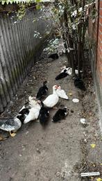 Barberie eenden, Plusieurs animaux, Canard