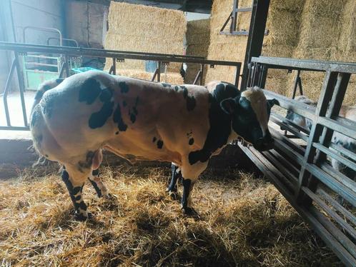 ingeschreven dekstieren, Dieren en Toebehoren, Runderen, Mannelijk, 0 tot 2 jaar