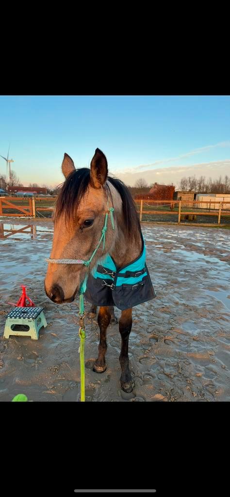 Ruin jaarling, Dieren en Toebehoren, Pony's, Ruin, Onbeleerd, D pony (1.37m tot 1.48m), Springpony, 0 tot 2 jaar, Met stamboom