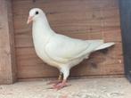 Witte reisduif (pieper), Animaux & Accessoires, Oiseaux | Pigeons