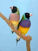 GOULDSAMADINE ZWARTKOP, Dieren en Toebehoren, Meerdere dieren, Tropenvogel, Geringd