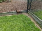 Edwards fazant vrouwtje, Dieren en Toebehoren, Pluimvee