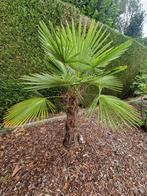 Winterharde palmboom Trachycarpus Fortunei, Tuin en Terras, Ophalen