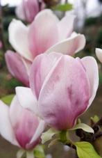 Magnolia Cameo-prachtige 2 kleurige kleine compacte soort !, Ophalen of Verzenden