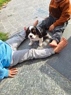 Cavalier king charles pups, Dieren en Toebehoren, Honden | Chihuahua's en Gezelschapshonden, België, 8 tot 15 weken, Meerdere