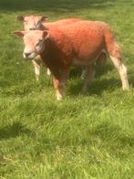 Engelse texel dekram (niet voor slacht, Dieren en Toebehoren, Mannelijk, Schaap, 0 tot 2 jaar