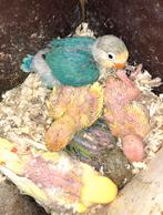 Baby dwergpapegaaien, Dieren en Toebehoren, Geslacht onbekend, Dwergpapegaai of Agapornis, Geringd