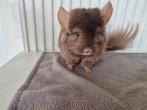 Moeder met zoontje en dochtertje alle 3 angora, Animaux & Accessoires, Rongeurs, Chinchilla