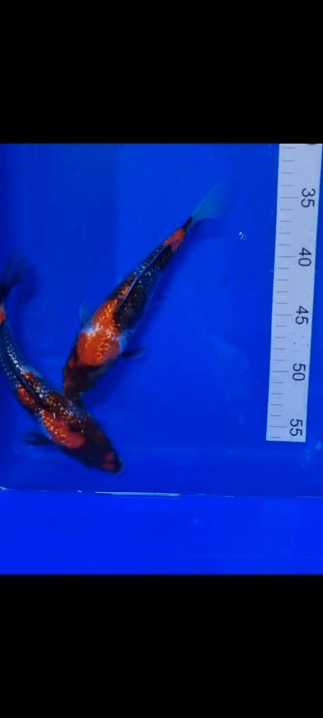 Shinoda ginrin showa tosai koi, Dieren en Toebehoren, Vissen | Vijvervissen
