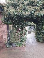 Gemeubelde studio te huur, Immo