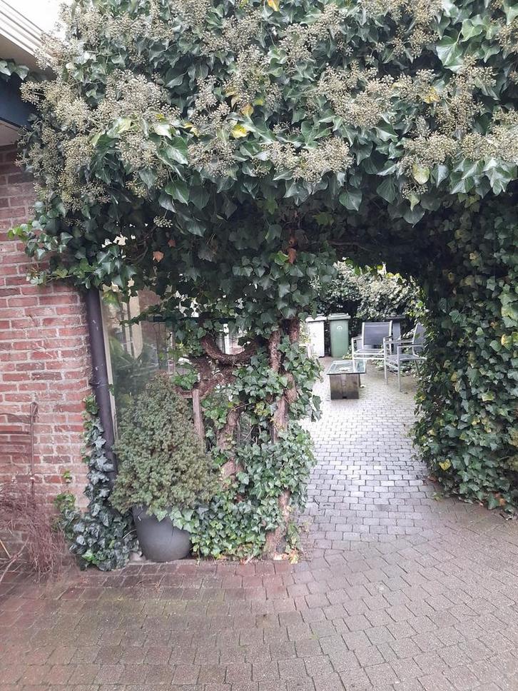 Gemeubelde studio te huur, Immo, Appartementen en Studio's te huur