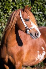 Mooie Vos merrie Welsh A pony, Dieren en Toebehoren, Merrie