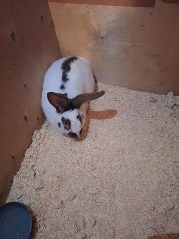 Lapins mâles toujours à vendre : lapins de grande race à ven, Mâle, Autres types