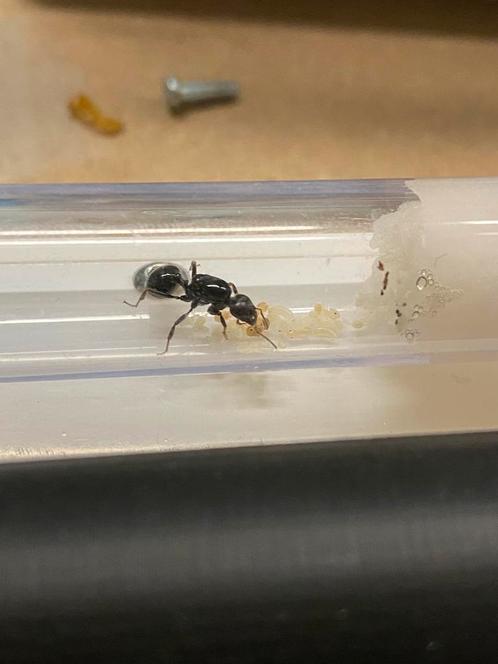 Messor barbarus koninginnen, Dieren en Toebehoren, Insecten en Spinnen, Mieren