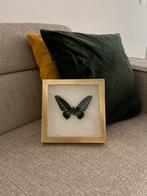 een frame van een echte vlinder te koop, Ophalen