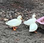 Witte kwaker mannetjes, Dieren en Toebehoren, Pluimvee, Mannelijk, Eend