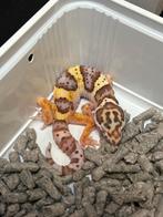 Jonge luipaardgekko, Dieren en Toebehoren, Reptielen en Amfibieën, Hagedis, Tam, 0 tot 2 jaar