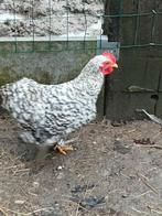 Cochin haantjes, Dieren en Toebehoren, Pluimvee, Mannelijk, Kip