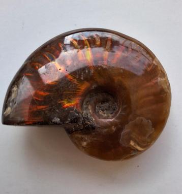 Ammoniet Cleoniceras sp. - 4,3 cm beschikbaar voor biedingen
