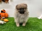 Pomeriaan pups, België, Keeshond, 8 tot 15 weken, Meerdere