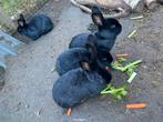 4 konijnen zoeken nieuw verblijf, Dieren en Toebehoren, Meerdere dieren, Middelgroot, 0 tot 2 jaar