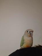 Conure molinae apprivoisé