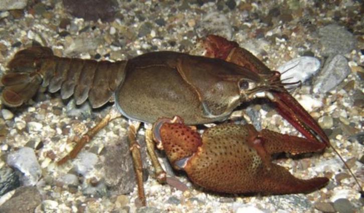 rivierkreeftjes voor vijver of aquarium, Dieren en Toebehoren, Vissen | Aquaria en Toebehoren, Ophalen