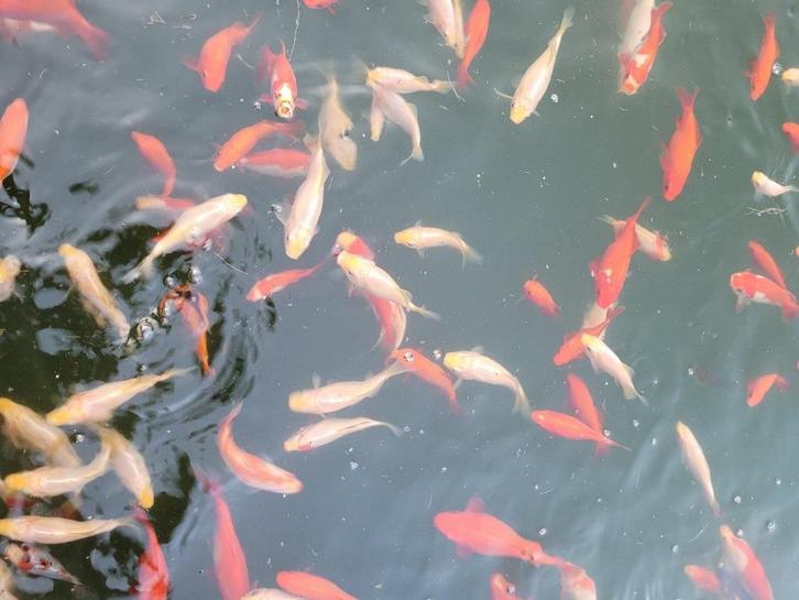 Goudvissen - wit/ geel/ rood/ donker - 150 stuks, Dieren en Toebehoren, Vissen | Vijvervissen, Goudvis(sen)