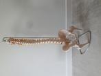 Anatomisch model: wervelkolom met bekken met statief, Ophalen of Verzenden, Nieuw