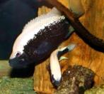 Mooi kweekkoppeltje Nosferatu Bartoni, Vis, Zoetwatervis