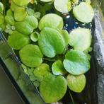 Kikkerbeet drijfplanten, Dieren en Toebehoren, Ophalen, Zo goed als nieuw