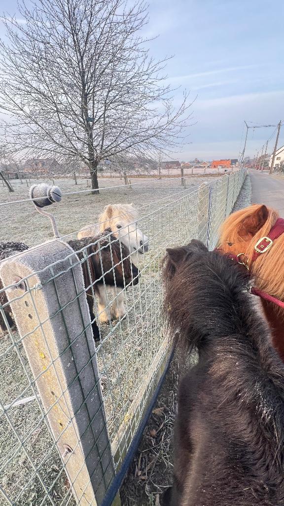 Verzorger gezocht, Dieren en Toebehoren, Pony's, Ruin, A pony (tot 1.17m), Recreatiepony, 11 jaar of ouder