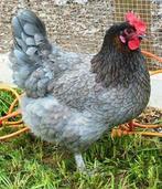 Bleu de landes, Dieren en Toebehoren, Pluimvee, Vrouwelijk, Kip