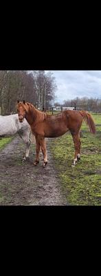 Arabische volbloed, Hengst, Met stamboom