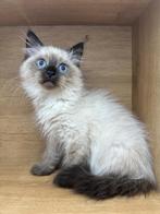 Neva Masquerade kittens (Hypoallergene), Poes, Gechipt, 0 tot 2 jaar