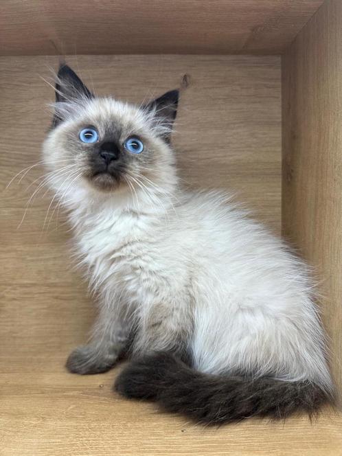Neva Masquerade kittens (Hypoallergene), Dieren en Toebehoren, Katten en Kittens | Raskatten | Korthaar, Poes, 0 tot 2 jaar, Met stamboom
