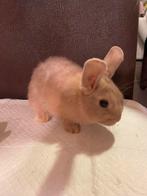 4 konijntjes te koop, Dieren en Toebehoren, Konijnen, Geslacht onbekend, Middelgroot, Hangoor, 0 tot 2 jaar