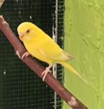 4 Grasparkieten, Dieren en Toebehoren, Vogels | Parkieten en Papegaaien, Parkiet, Geringd
