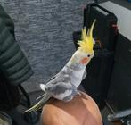 Koppel valkparkieten man erst photo is tamme  met kooi 70 eu, Dieren en Toebehoren