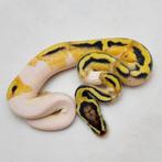 Volwassen Pastel OD Pied het Clown man, Dieren en Toebehoren, Reptielen en Amfibieën, Slang, Tam, 3 tot 6 jaar
