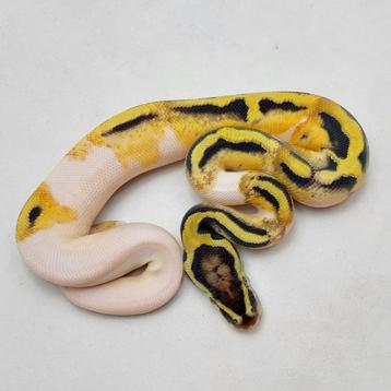 Volwassen Pastel OD Pied het Clown man beschikbaar voor biedingen