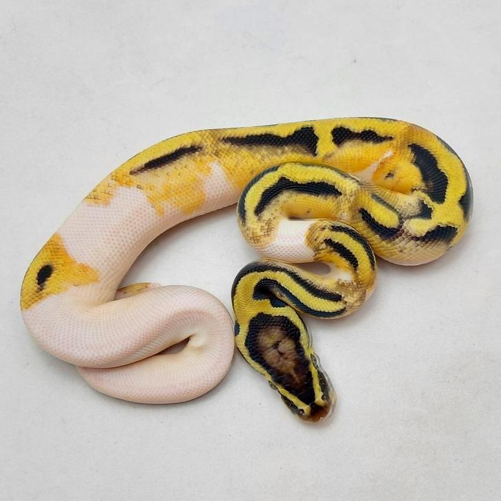 Volwassen Pastel OD Pied het Clown man, Dieren en Toebehoren, Reptielen en Amfibieën, Slang, 3 tot 6 jaar, Tam