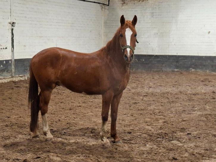 D pony, Animaux & Accessoires, Poneys, Hongre, Non dressé, Poney D (1.37 m à 1.48m), Poney de saut, 3 à 6 ans, Avec puce électronique