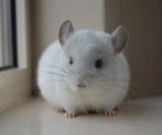 chinchilla wit violet bokje, Animaux & Accessoires, Novembre, Mâle, Chinchilla