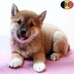 Shiba Inu-teef met fijne uitstraling te koop, België, CDV (hondenziekte), 8 tot 15 weken, Teef