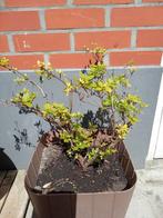 Sierheester in pot, Tuin en Terras, Planten | Struiken en Hagen, Ophalen