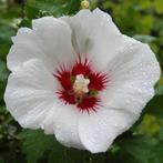 Hibiscus Syriacus Wit 'Rood Hart' zaden, Verzenden, Zaad
