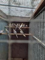 Valkparkieten, Dieren en Toebehoren