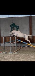 3,5 jarige ruin centurio, Springpaard, Gechipt, Ruin, 3 tot 6 jaar